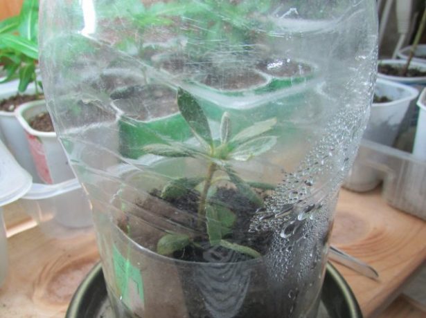 Можно ли выращивать рододендрон в домашних условиях?