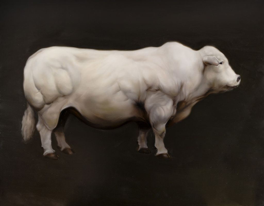 мускулистые коровы бельгии