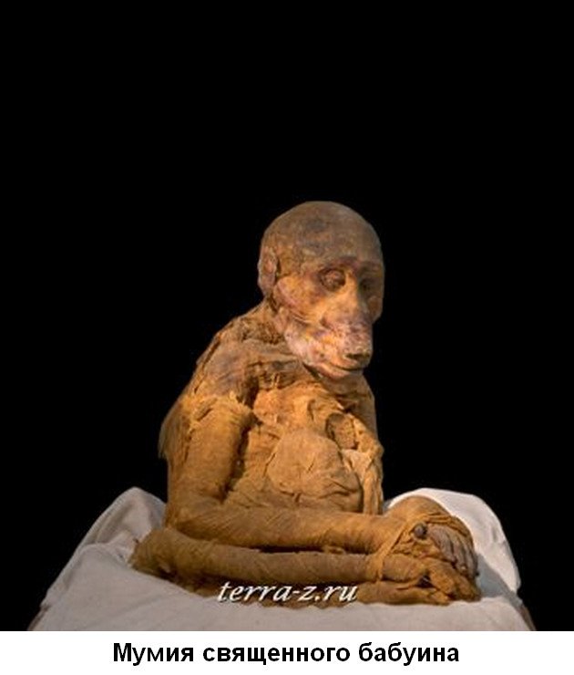 Мумии животных Древнего Египта Original