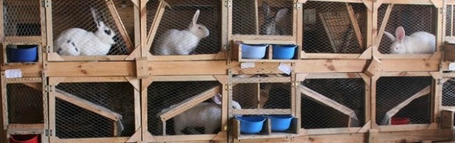 Клетки для кроликов своими руками: как сделать одноярусные и многоярусные домики