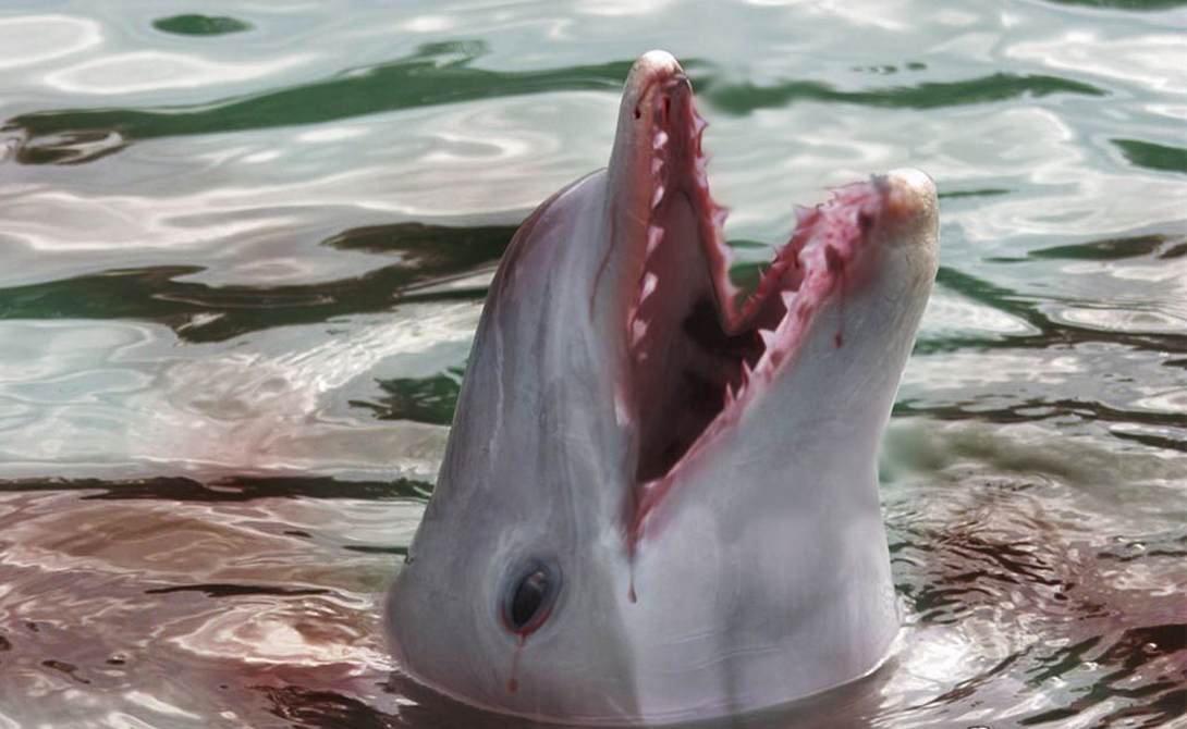 Страшные тайны дельфинов.