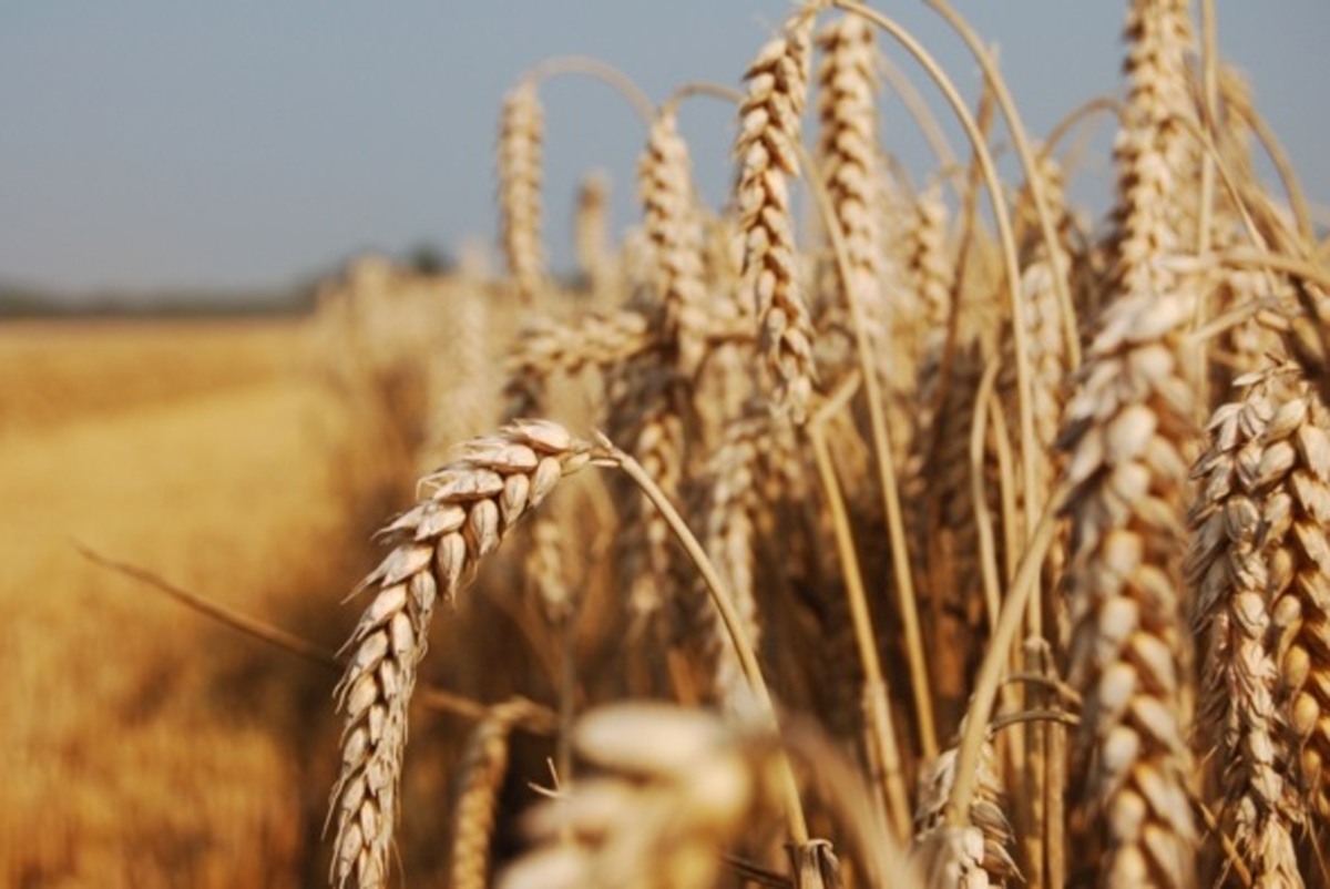 Грибковая инфекция уничтожает пшеницу в Азии