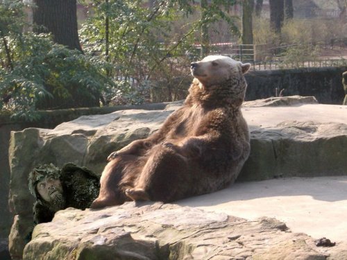 Отдыхающий медведь и фотожабы на него (16 фото)