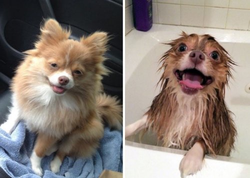 Смешные животные до и после купания (29 фото)