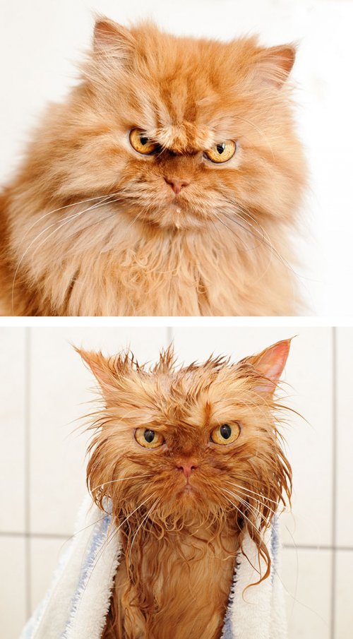 Смешные животные до и после купания (29 фото)