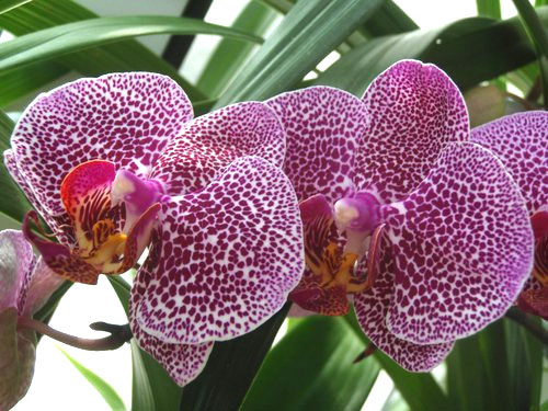 Все болезни орхидей с фото и названиями