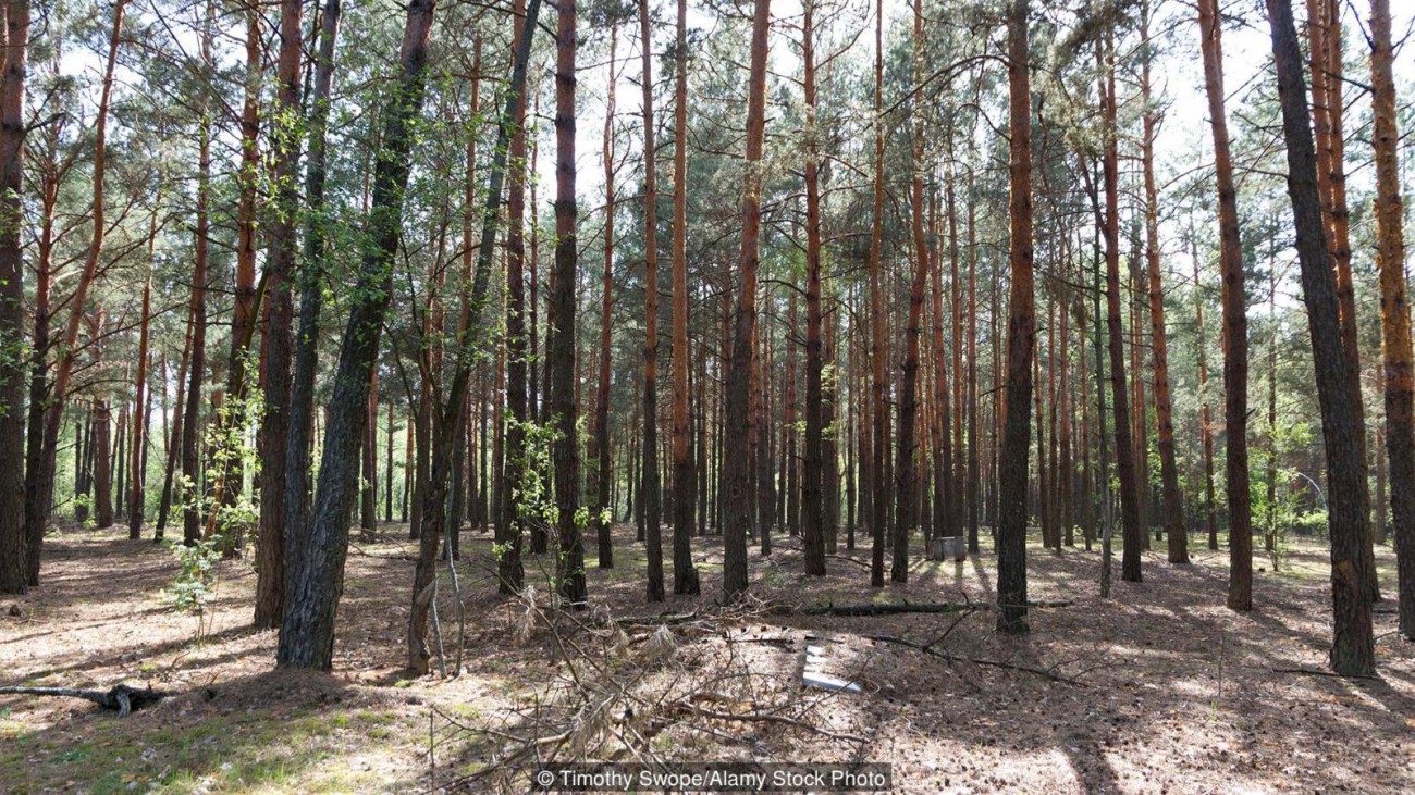 Обои Чернобыльский лес