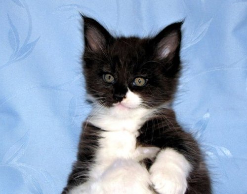Котёнок мейн-куна в месяц и через год (7 фото)