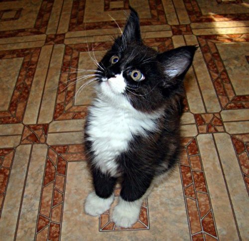 Котёнок мейн-куна в месяц и через год (7 фото)