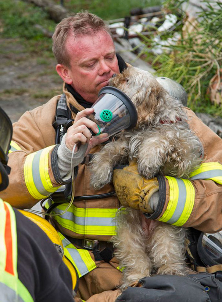 Спасая маленькие жизни. Спасатели животных. Спасение животных людьми. Спасатель. Пожарный спасает.