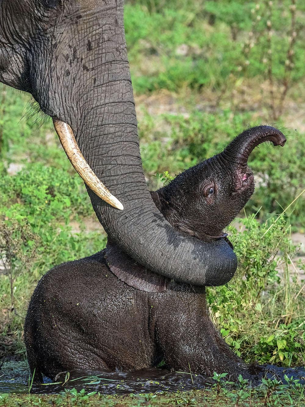 Возникновение хобота у слона можно объяснить. Хобот слона. Маленький Слоник. Маленькие слоны. Хобот слоненка.