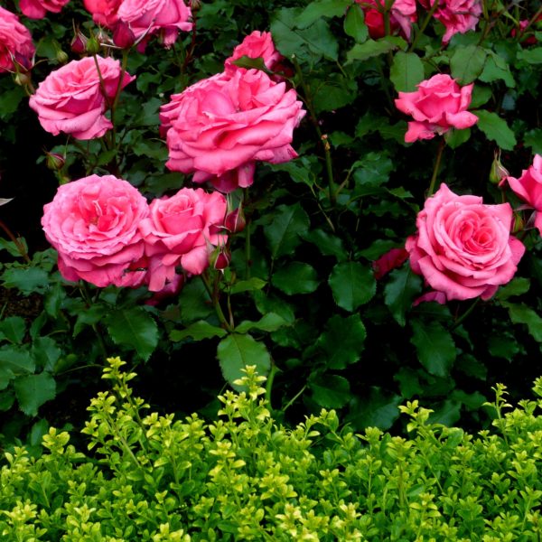 flowers-rose-garden-roses-nature-blooms-photos
