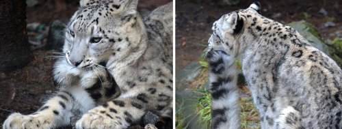 Снежные леопарды любят кусать себя за хвост (12 фото)