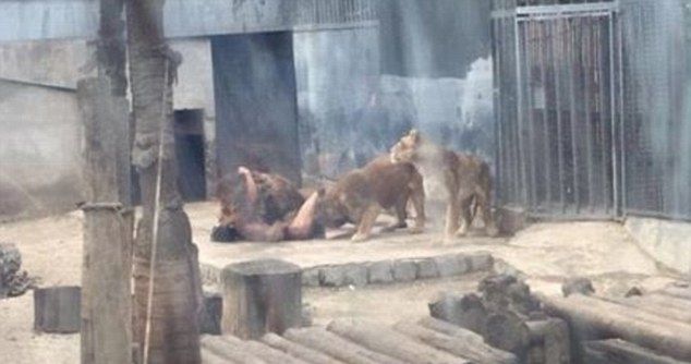 Придурок решил скормить себя львам - животных пришлось застрелить