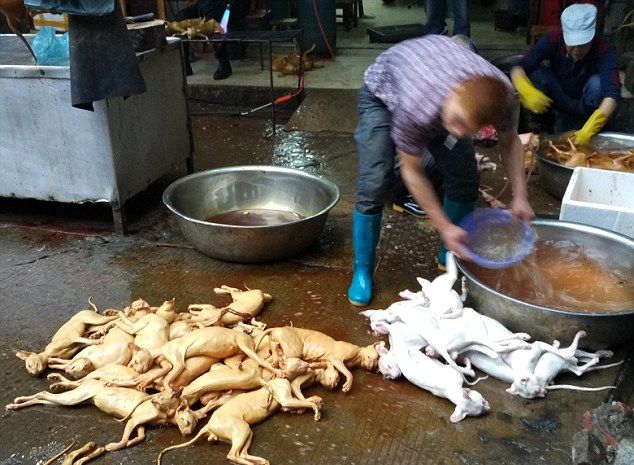 Несмотря на возмущения защитников животных, на китайском фестивале мяса по-прежнему едят кошек и собак